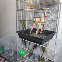 طوطی گرینچیک مولدوجوجه تراکوییس دونه خور