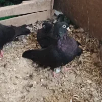 کبوتر صرب|پرنده|اصفهان, باغ زرشک|دیوار