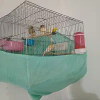 قناری نروماده با جوجه