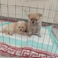 فروشی|سگ|ورامین, ورامین|دیوار