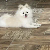 فروش سگ خانگی پامر ماده