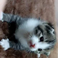 گربه ماده نژاد مو بلند