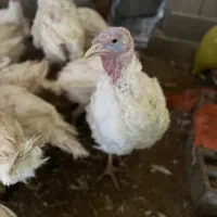 بوقلمون  گوشتی