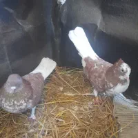 فروش دوعدد کبوتر نر و ماده