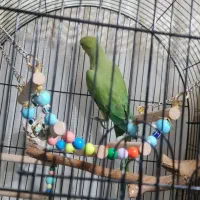 طوطی ملنگو با قفس و لوازم نژاد دار (پاکستانی)|پرنده|تهران, جوادیه|دیوار