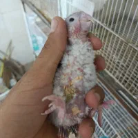 جوجه گرنچیک سرلاکی رد کاشمر