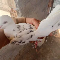 کبوتر سار|پرنده|قرق, |دیوار