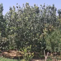 زمین-160-متری-دو-کله-امیرالمومنین