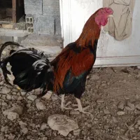 مرغ لاری خروس و خروس مینیاتوری|حیوانات مزرعه|برخوار, |دیوار