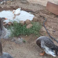 غاز|حیوانات مزرعه|هشتگرد, هیو|دیوار