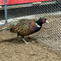 مرغ و خروس آمریکایی و پاکستانی