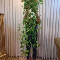 گل طبیعی پتوس