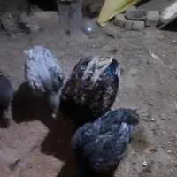 لاری و عروس هلندی سخنگو و مرغ عشق