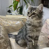 گربه|گربه|تهران, صادقیه|دیوار