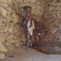 نری|حیوانات مزرعه|بندرعباس, |دیوار