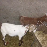 ۳تا کره ۲تا ماده یکی نر