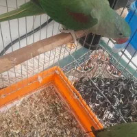 شاه طوطی نر ۴ماهه سخنگو به شرط|پرنده|بیرجند, |دیوار