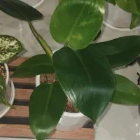 گل و گیاه آپارتمانی