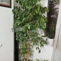 درختچه بنجامین