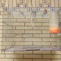 قفس پرنده|لوازم جانبی حیوانات|شیراز, گلشن|دیوار