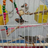 فروش چهار عدد فنچ نر و ماده