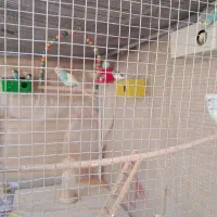 مرغ عشق رنگین کمانی|پرنده|شاهین‌شهر, شهرک گلدیس|دیوار