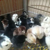 جوجه محلی و گلین