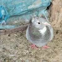 کبوتر|پرنده|کرمان, |دیوار