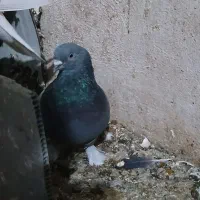 جفت سبز و دمی سبز چنگ موشی