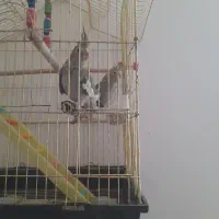 عروس‌نروماده