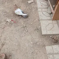 کبوتر فروشی|پرنده|شیروان (خراسان), |دیوار