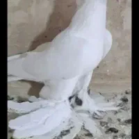 کبوتر