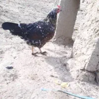 مرغ وخروس