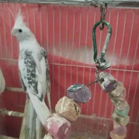 عروس هلندی|پرنده|مشهد, شهرک مهرگان|دیوار