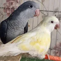 راهب کرمینو تازه دانه خور ماده