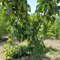 انواع ارقام نهال گردو و بادام و صنوبر فروشی|خدمات باغبانی و درختکاری|اردبیل, |دیوار