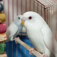 مرغ عشق هلندی