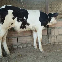 گوساله سیمینتال نر کور جنس بالا قلم درشت از گاو ته|حیوانات مزرعه|آق قلا, |دیوار