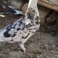 جوجه زاغ کوهی