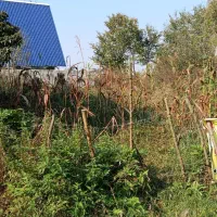 زمین مسکونی|فروش زمین و ملک کلنگی|لاهیجان, بازکیاگوراب|دیوار