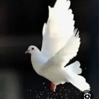 یک عدد نر تهرانی گم کردم