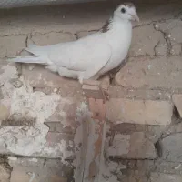 ساده  دم مگسی نرماده چپ|پرنده|گلبهار, شهر جدید گلبهار|دیوار