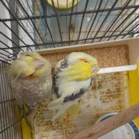 عروس هلندی مولد