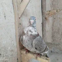 اقون فری نر مست|پرنده|مشهد, بهار|دیوار