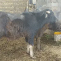 گاومیش  همراه با نر بزرگ وباردار 5ماهه