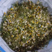 گل بابونه تمیز. خشک شده مال امساله