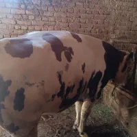 گاو نرگوشتی کیلو670تومان