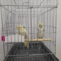 عروس هلندی|پرنده|ایوان, |دیوار