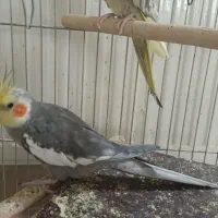 عروس هلندی|پرنده|قم, حاج زینل|دیوار