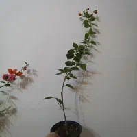 گل کاغذی های خوشرنگ و جوان|گل و گیاه طبیعی|مراغه, |دیوار